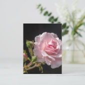 Carte Postale rose rose (Debout devant)