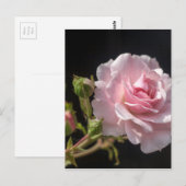 Carte Postale rose rose (Devant / Derrière)