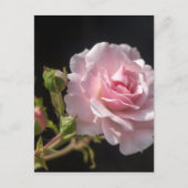 Carte Postale rose rose (Devant)