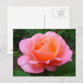 Carte Postale Rose rose (Devant / Derrière)