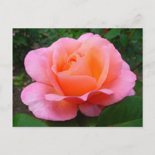 Carte Postale Rose rose (Devant)