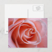 Carte Postale Rose rose (Devant / Derrière)