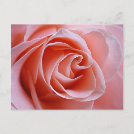 Carte Postale Rose rose (Devant)