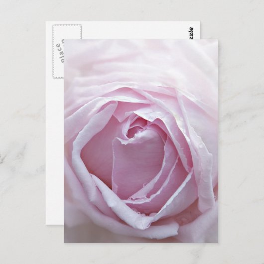 Carte Postale Rose rose (Devant / Derrière)