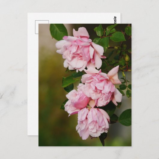 Carte postale Rose rose Albertine (Devant / Derrière)