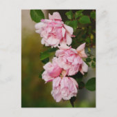 Carte postale Rose rose Albertine (Devant)