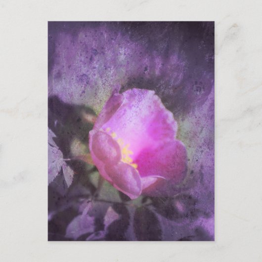 Carte Postale Rose rose ancienne, texture violette (Devant)