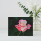 Carte Postale Rose rose-blanc (Debout devant)