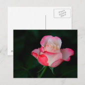 Carte Postale Rose rose-blanc (Devant / Derrière)