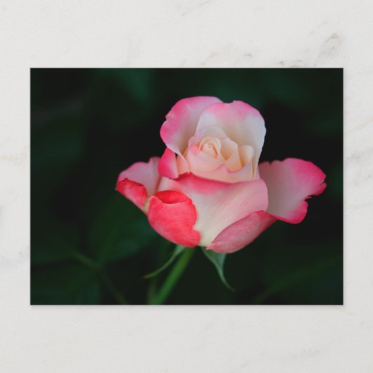 Carte Postale Rose rose-blanc (Devant)