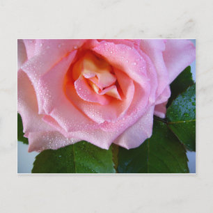 Carte Postale Rose Rose Blossoms Vines Paix Amour Eau Dewdrops