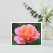 Carte Postale Rose rose (bordé) (Debout devant)