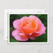 Carte Postale Rose rose (bordé) (Devant / Derrière)
