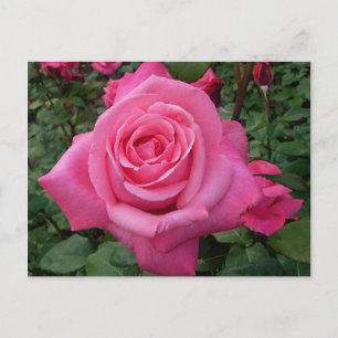 Carte Postale Rose rose brillante