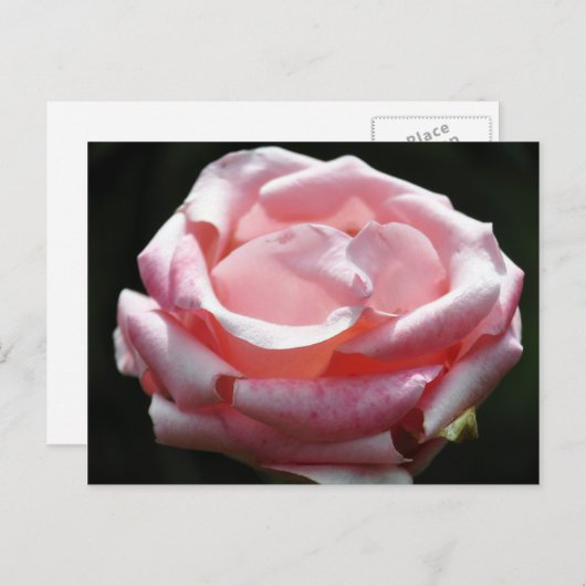 Carte Postale Rose Rose De Près 2 (Devant / Derrière)
