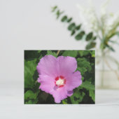 Carte Postale Rose rose de Sharon Flower (Debout devant)