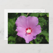 Carte Postale Rose rose de Sharon Flower (Devant / Derrière)