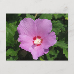 Carte Postale Rose rose de Sharon Flower