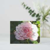 Carte Postale Rose rose douce avec Verse romantique (Debout devant)