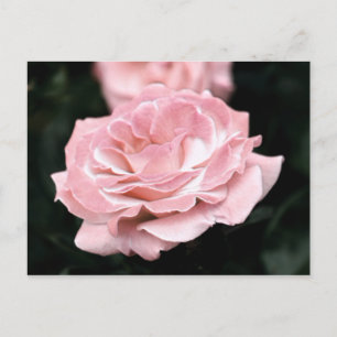 Carte Postale Rose rose en pleine floraison