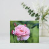 Carte Postale Rose rose en pleine floraison avec bourgeons (Debout devant)