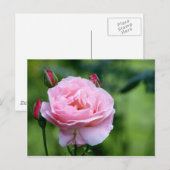 Carte Postale Rose rose en pleine floraison avec bourgeons (Devant / Derrière)