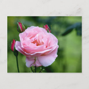 Carte Postale Rose rose en pleine floraison avec bourgeons