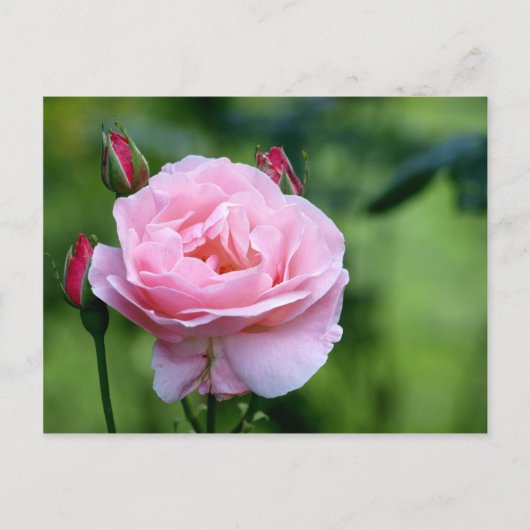Carte Postale Rose rose en pleine floraison avec bourgeons (Devant)