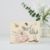 Carte Postale Rose rose et insectes - 17e siècle. Art (Debout devant)