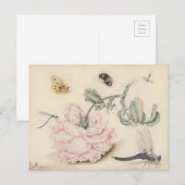 Carte Postale Rose rose et insectes - 17e siècle. Art (Devant / Derrière)
