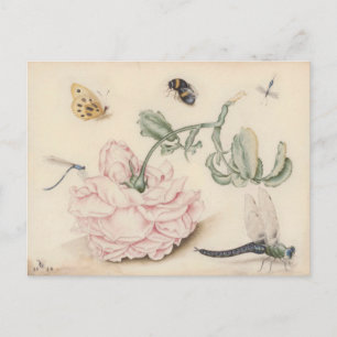 Carte Postale Rose rose et insectes - 17e siècle. Art