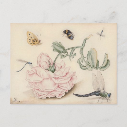 Carte Postale Rose rose et insectes - 17e siècle. Art (Devant)