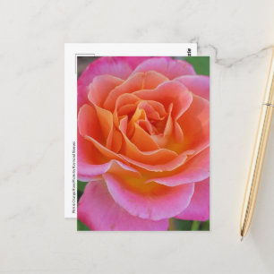 Carte postale Rose rose et orange