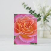 Carte postale Rose rose et orange (Debout devant)