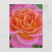 Carte postale Rose rose et orange (Devant)