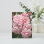Carte postale Rose rose Felicia (Debout devant)
