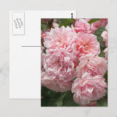 Carte postale Rose rose Felicia (Devant / Derrière)