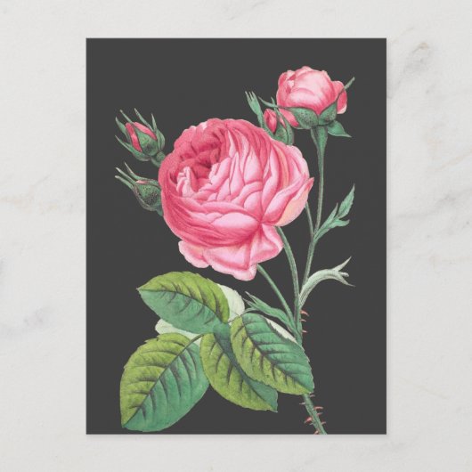 Carte Postale Rose rose florale moderne (Devant)