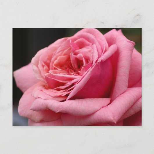 Carte Postale Rose rose I Jolie photo florale (Devant)