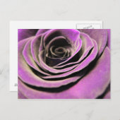 Carte Postale Rose rose Lilac (Devant / Derrière)
