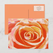 Carte postale rose rose pâle (Devant / Derrière)