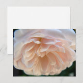 Carte Postale Rose rose pâle (Devant / Derrière)