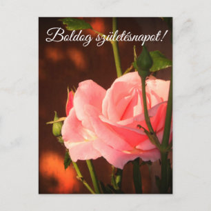Carte Postale Rose rose photo - anniversaire hongrois