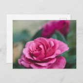 Carte Postale Rose rose romantique (Devant / Derrière)