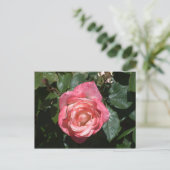 Carte Postale Rose rose rose (Debout devant)