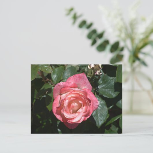 Carte Postale Rose rose rose (Debout devant)