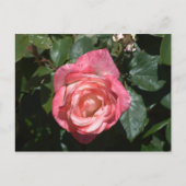 Carte Postale Rose rose rose (Devant)