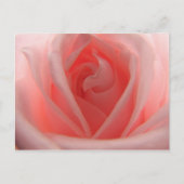 Carte Postale Rose rose rose (Devant)