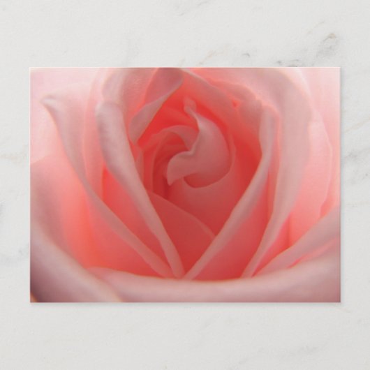 Carte Postale Rose rose rose (Devant)