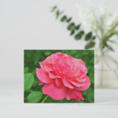 Carte Postale Rose rose rose (Debout devant)